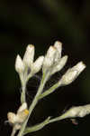 Heller's cudweed